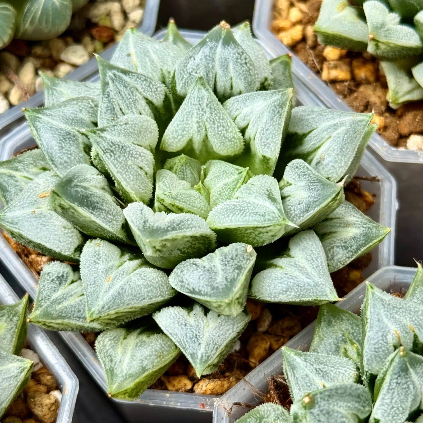 多肉植物 ハオルチア ハオルシア ラブハート 1株 - メルカリ