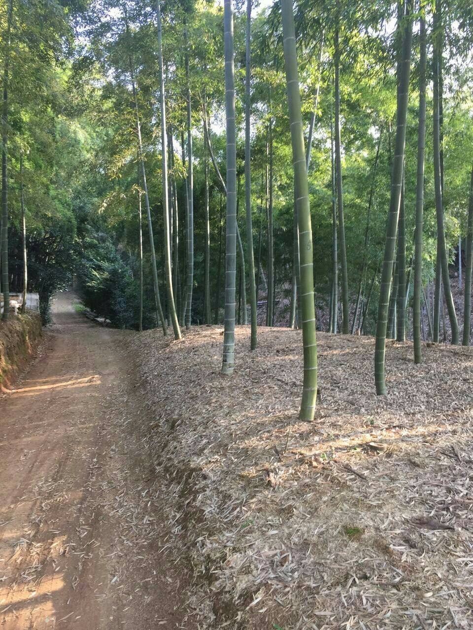 特上4キロ】たけのこ農家の美味しい筍 京都山城産 白子筍 無農薬