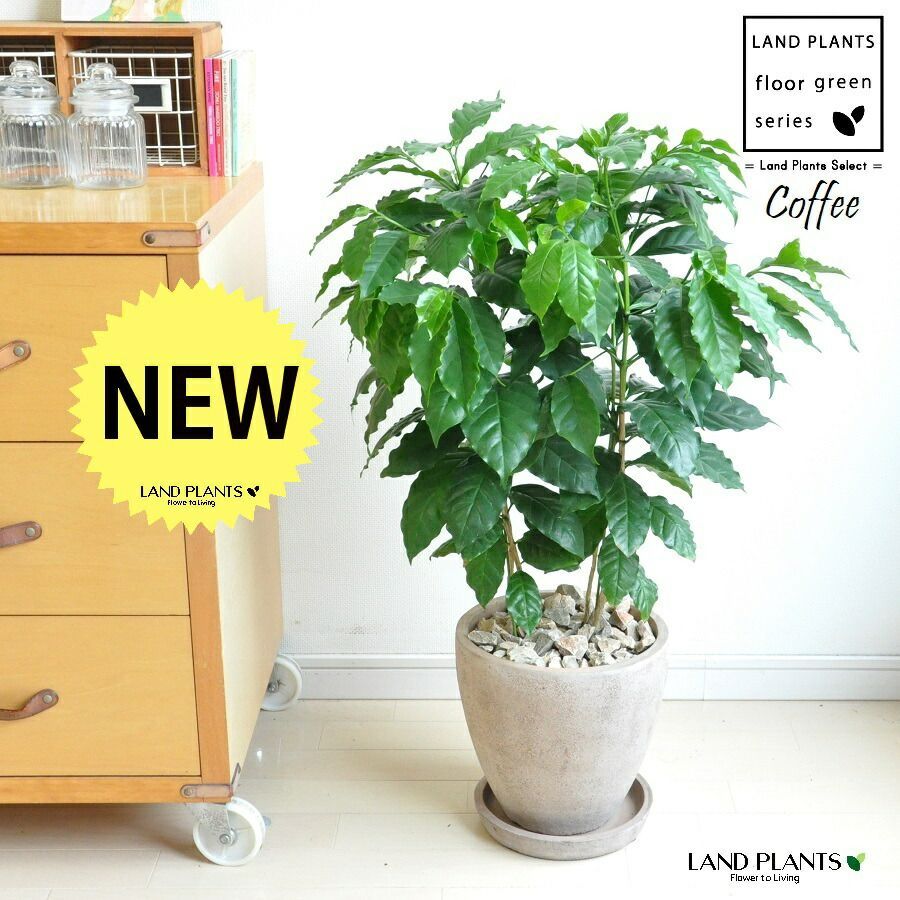 Tillandsia Ionantha Monkey Tail 速達発送 Tillandsia monkey Tail