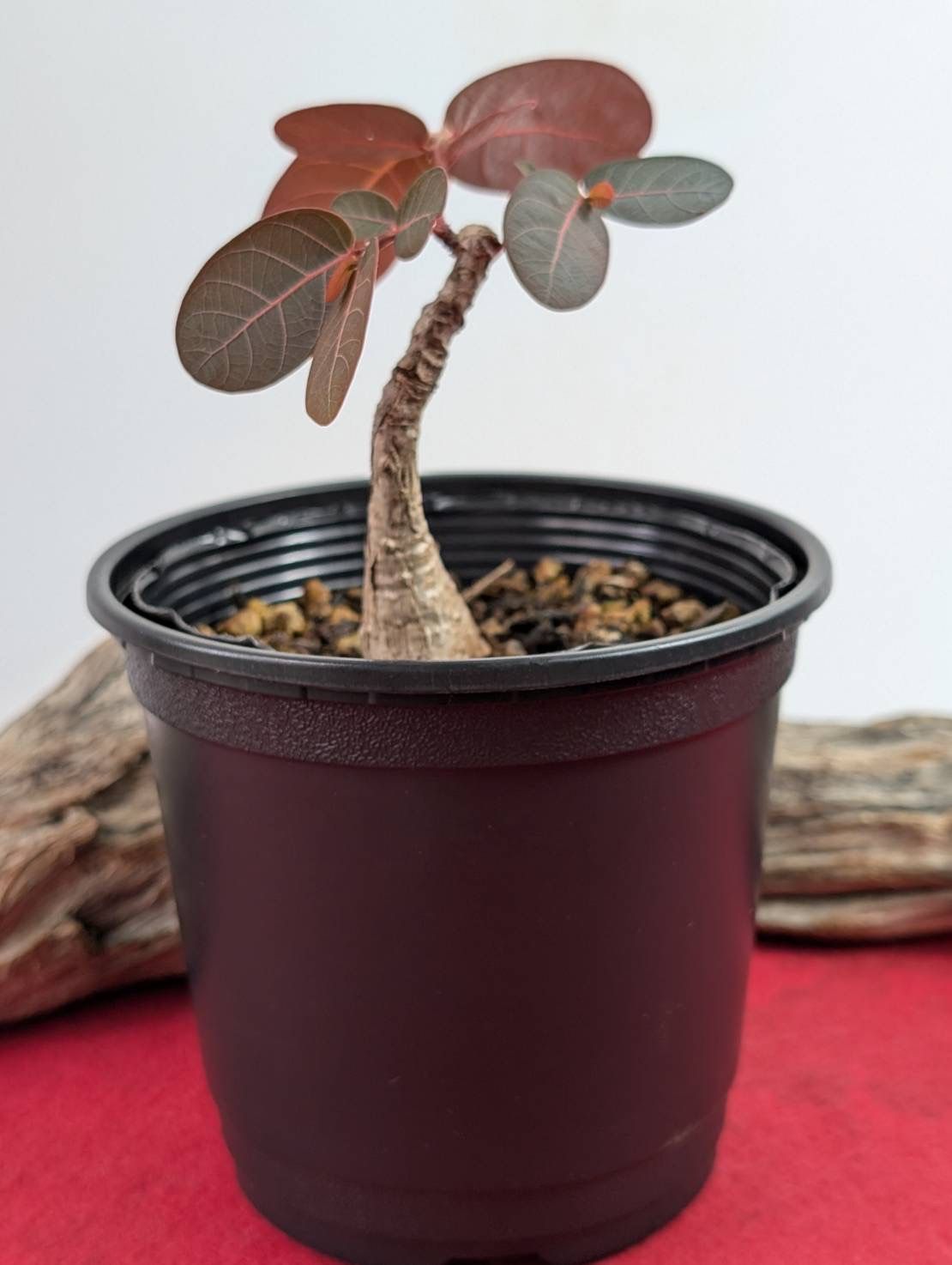 塊根植物 コーデックス adenium arabicum アデニウム アラビカム
