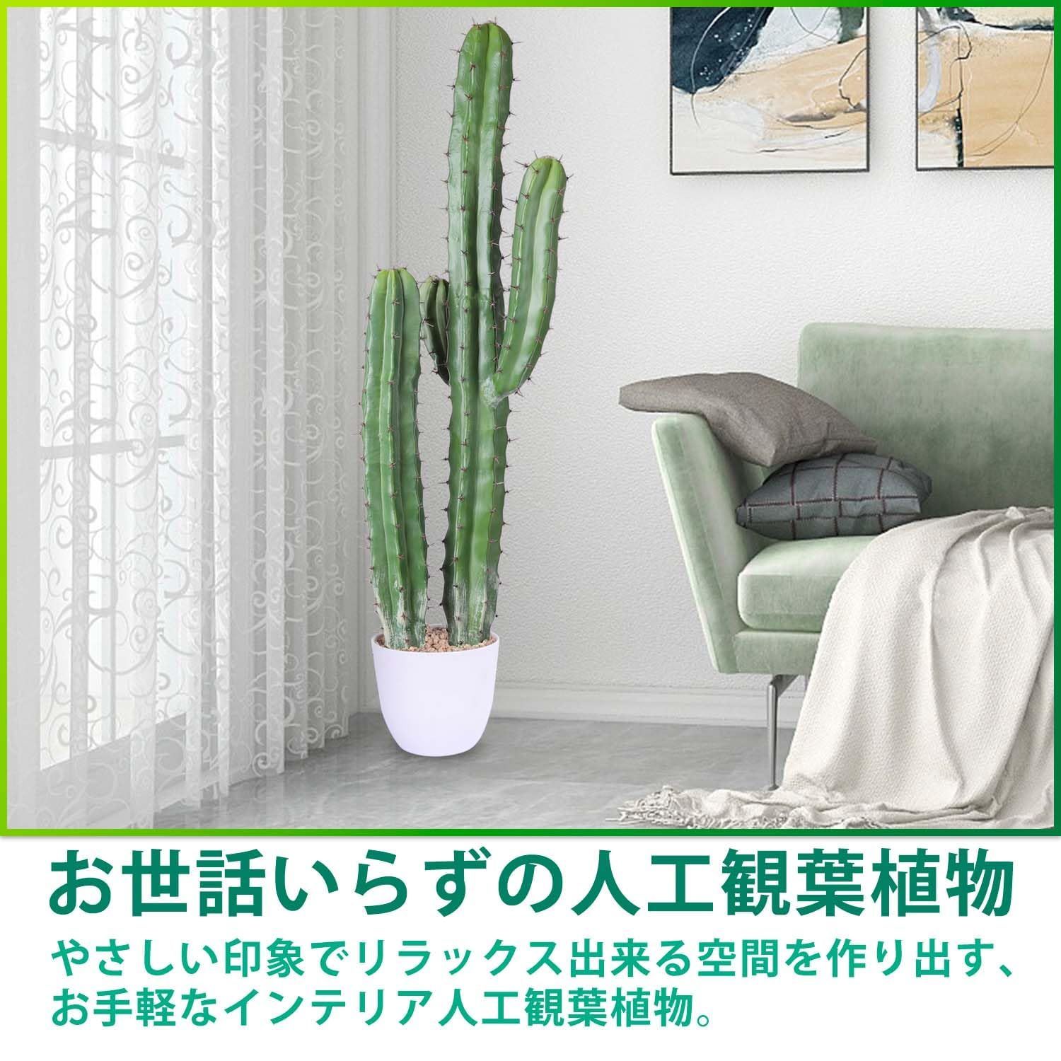 光触媒 多肉植物