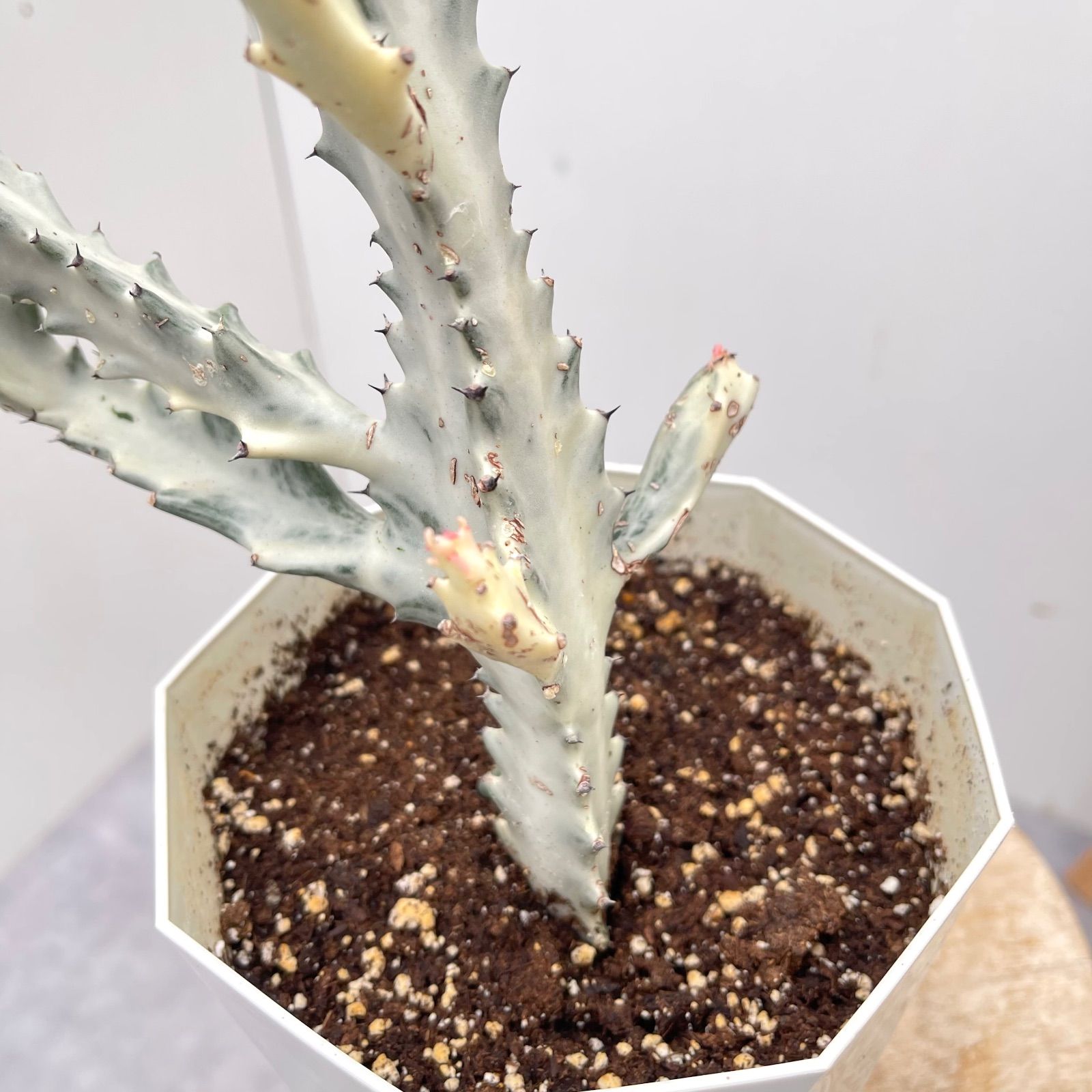 bユーフォルビア　ホワイトゴースト 8号 bユーフォルビア ホワイトゴースト 8号 bユーフォルビア ホワイト