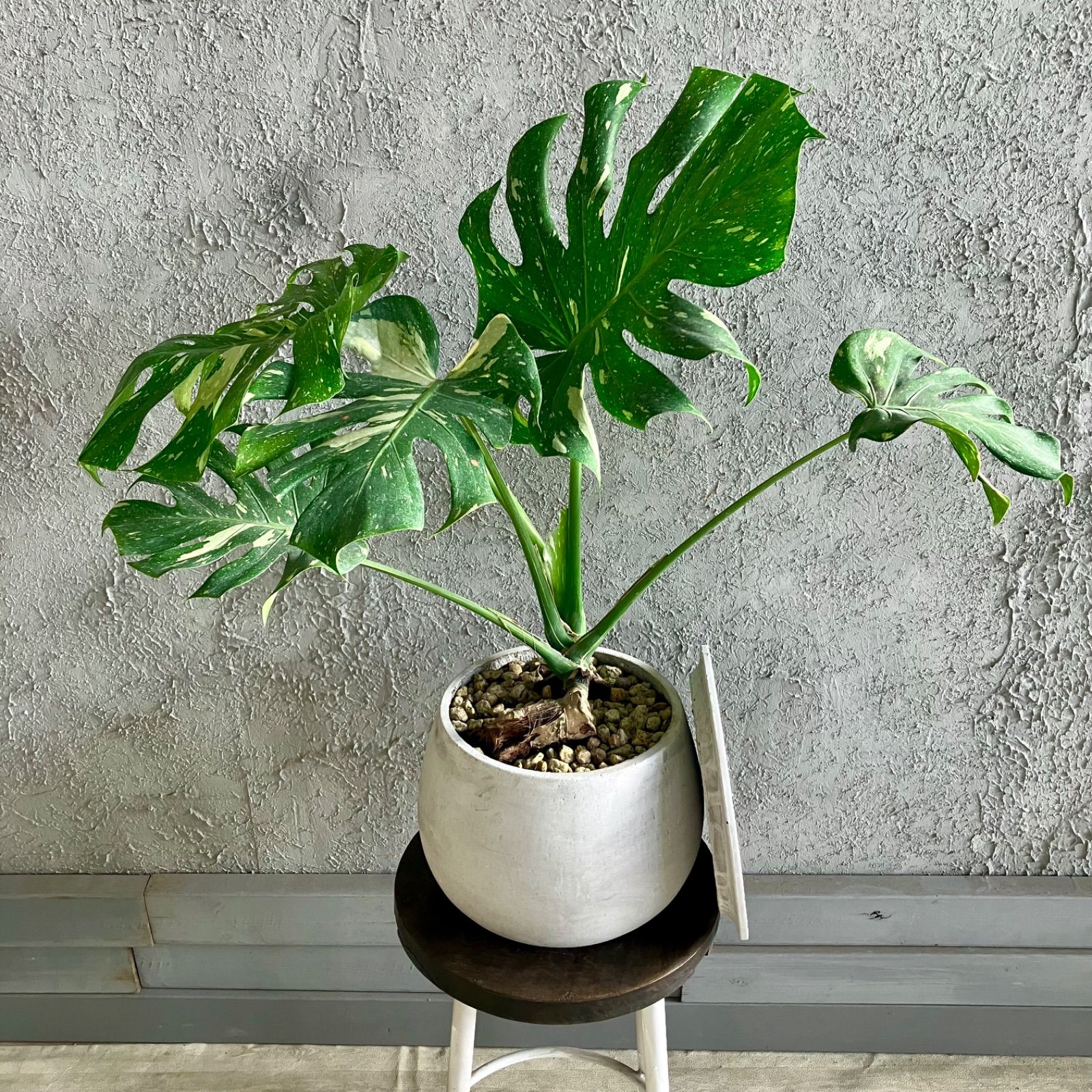 厳選された植物と鉢】斑入り 希少品種 モンステラ イエロー