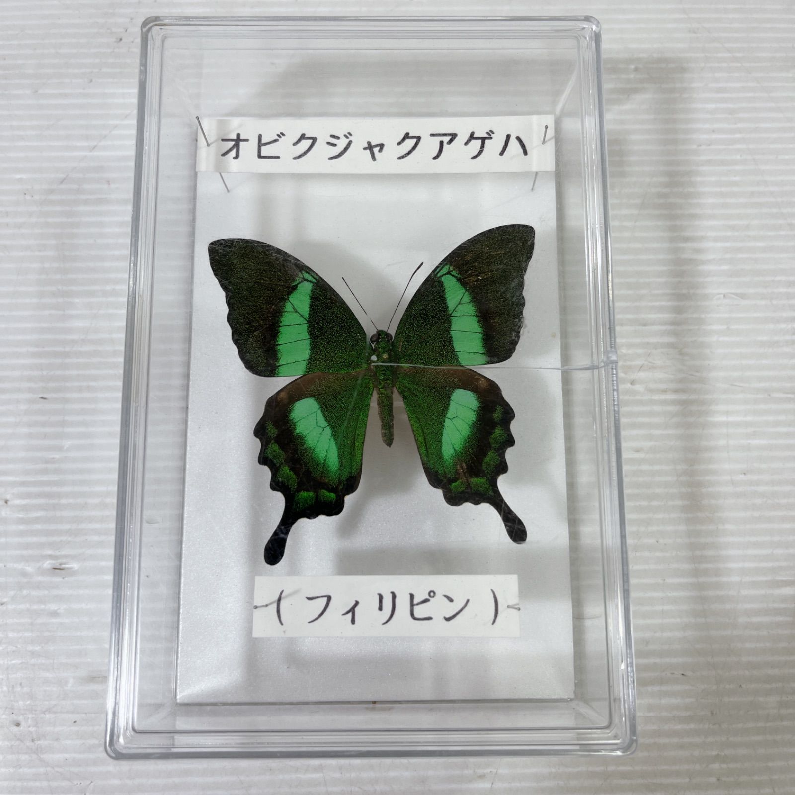 ★palpal★タカネクジャクアゲハ ♀標本 ★北ビルマ産★大型美麗完全品 外国産蝶標本‼️ 珍品美麗北東インド タカネクジャクアゲハ春型