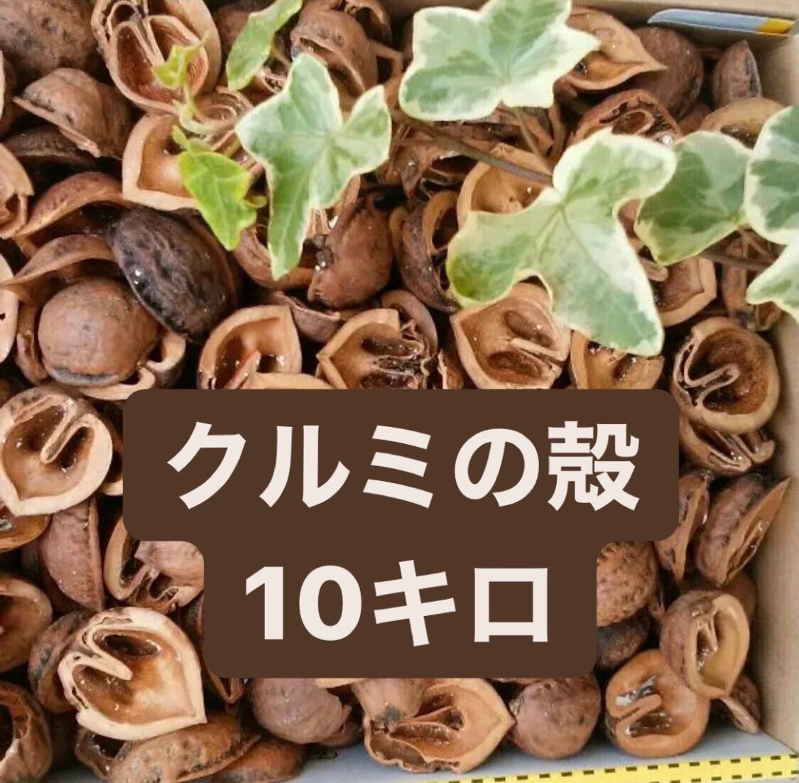 国産 鬼クルミ（殻付）3kg 岡村商店 生産者直送お歳暮ギフトにも！