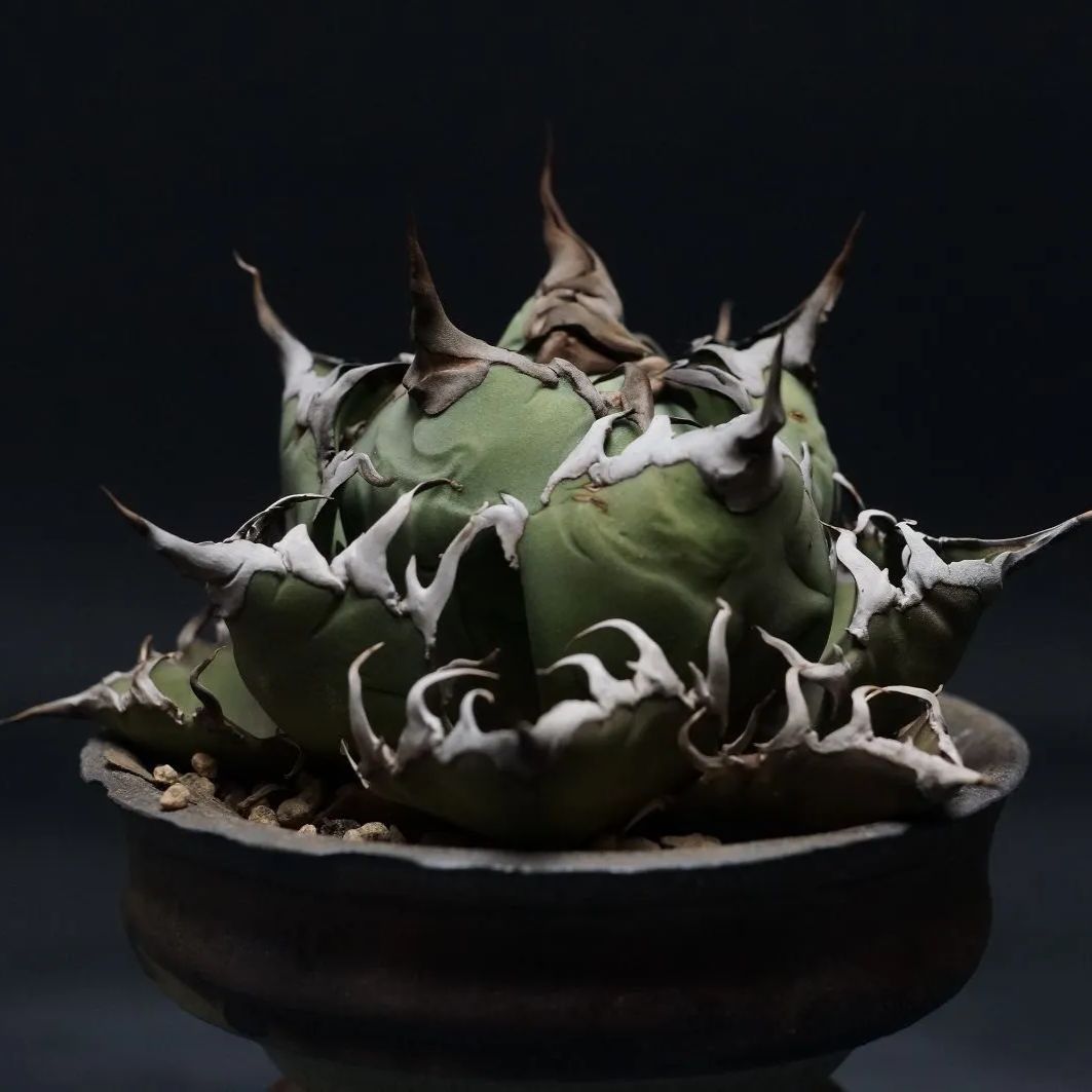 Agave titanota アガベ チタノタ シーザー 管理2399