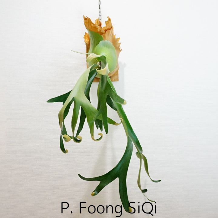 Foong SiQi フーンシキ大株 ◇ビカクシダ（コウモリラン