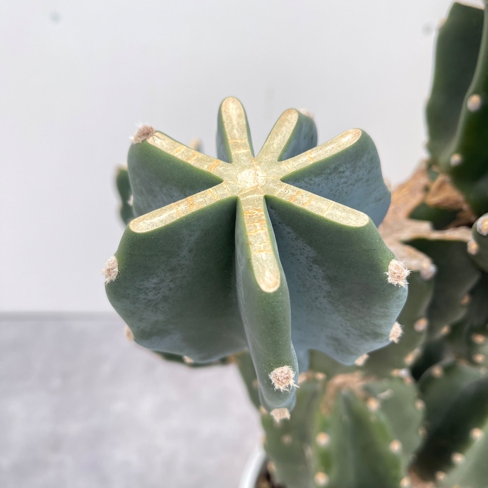 柱サボテン ブランチ 5 現品 観葉植物 室内 ドライガーデン 大型 YUZUMIYA_COM