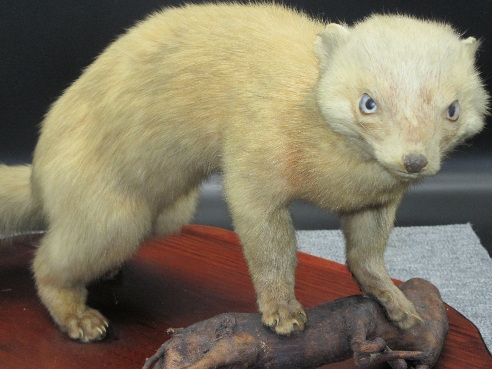 メルカリshops 剥製 はく製 ハクセイ テン てん イタチ アンティーク