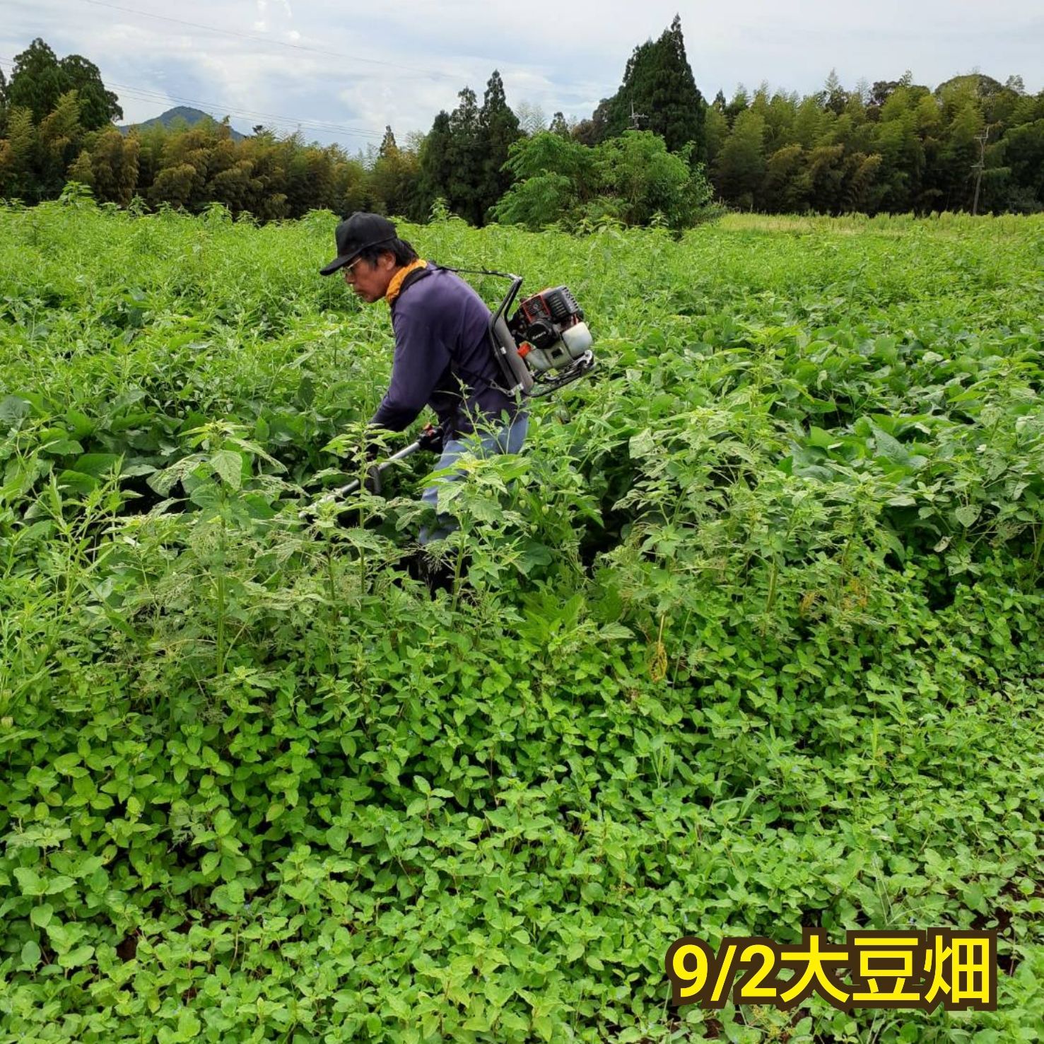 自然栽培 幻の大豆『八天狗』5kg 熊本県産 - 野菜