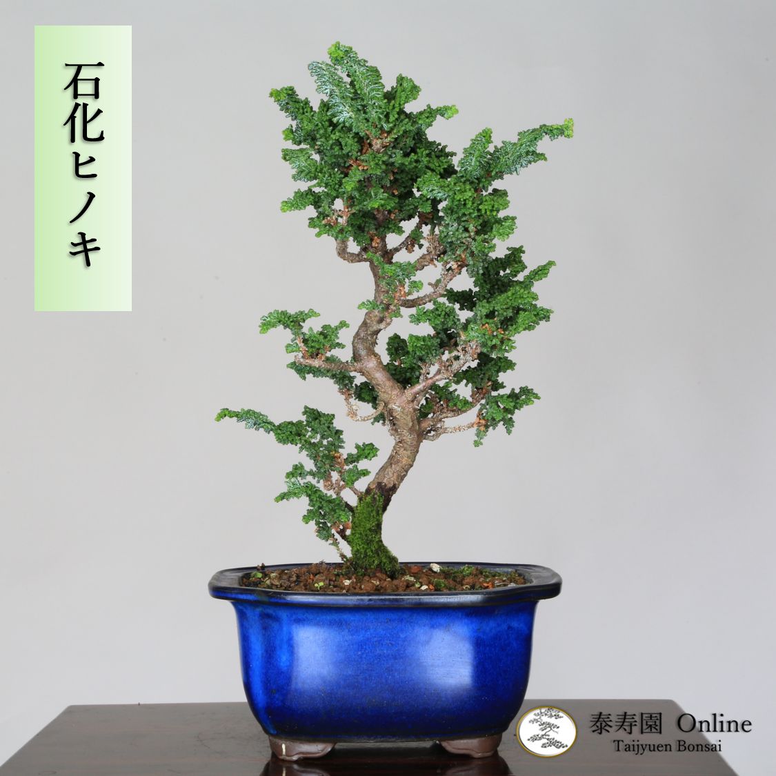 2025年最新】十月桜 盆栽の人気アイテム - メルカリ 十月桜盆栽 桜盆栽