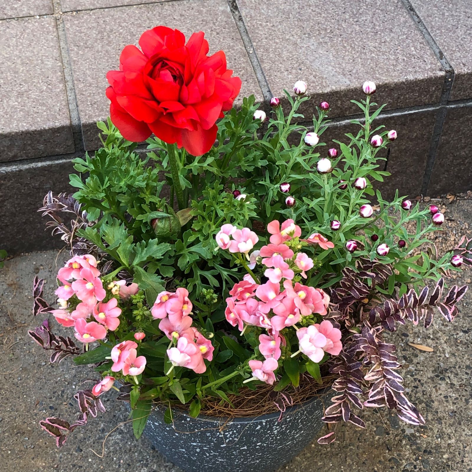 ラナンキュラスな寄せ植え 鉢花 ネメシア 花かんざし フラワー 寄せ