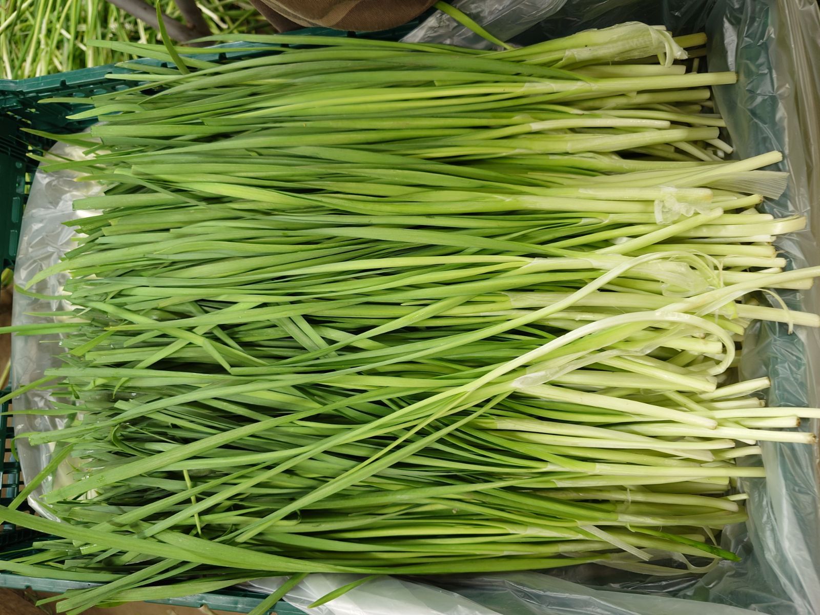 鹿沼産 ニラ 業務用 品 10キロ