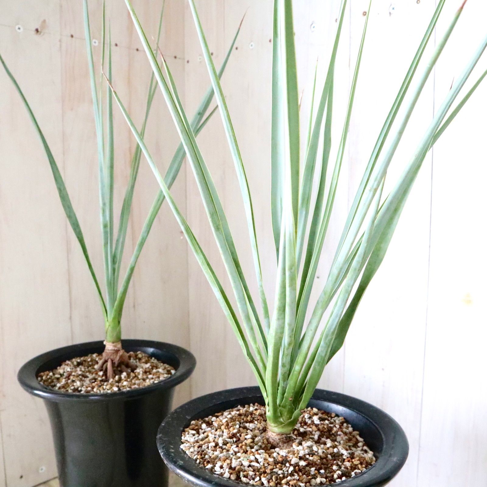 ユッカ♡ロストラータ♡ブルーベルベット♡ロックガーデン♡ - メルカリ