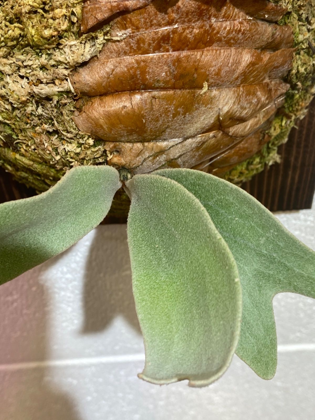 P.Paul vespa 親株（子株3つ➕PUP付き） P.Paul Vespa(OC)子株 ビカクシダ ポールベスパ - メルカリ