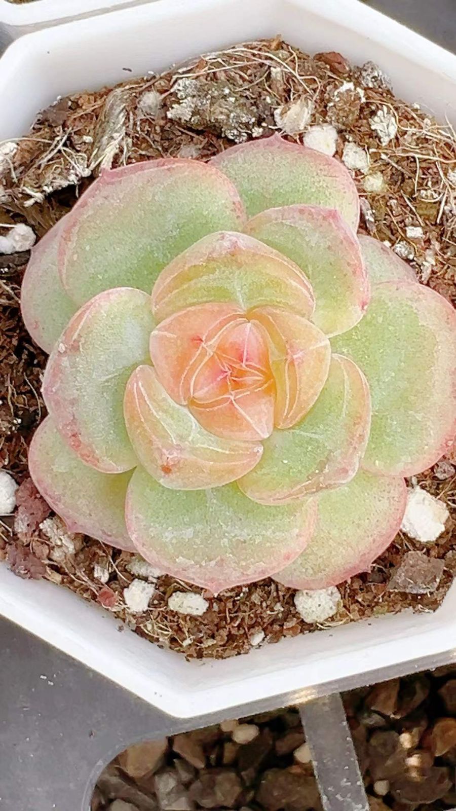 60株の抜き苗セット ピンクハート 多肉植物 佐川急便発送 エケベリア 韓国苗 LL2433