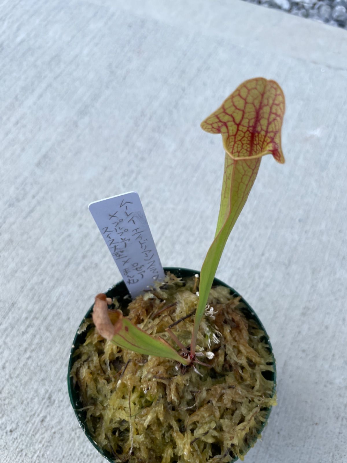 食虫植物 サラセニア ムーレイエイドリアンスラック×プルプレア×ロゼア