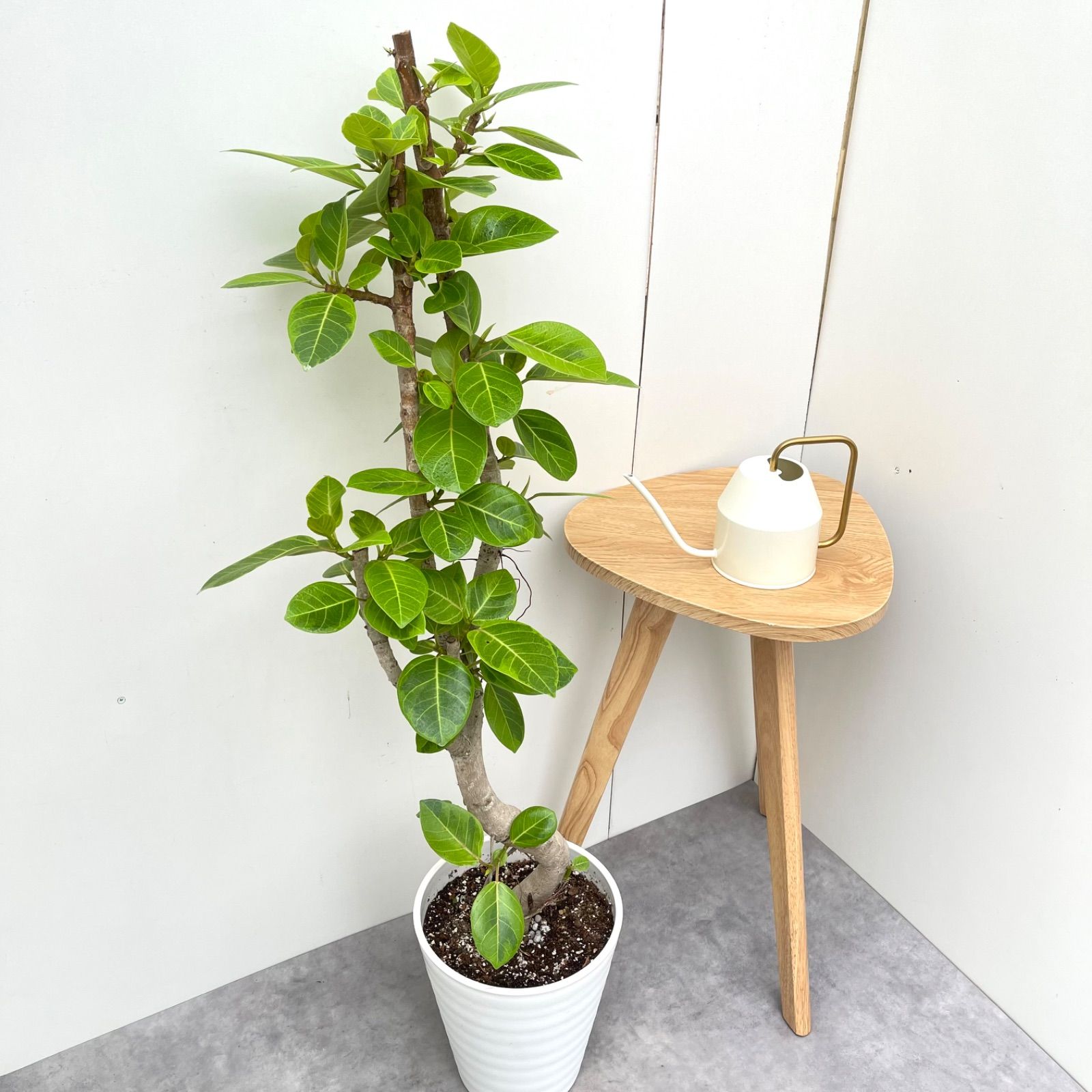 ［現品］42番　フィカス　ウンベラータ　曲がり　8号　観葉植物　室内　大型　人気 観葉植物 本物 フィカス ウンベラータ 曲がり樹形 8号鉢 大型
