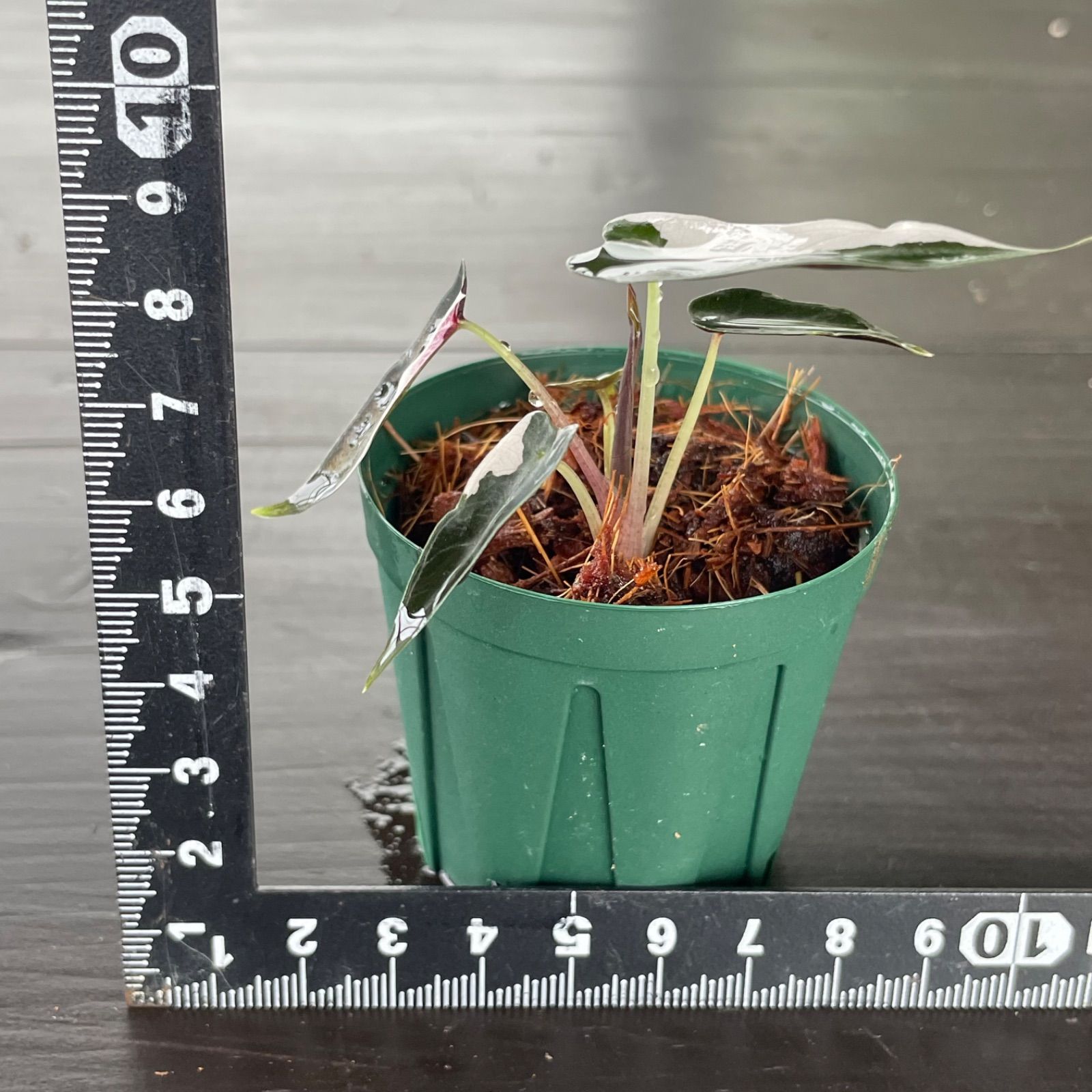 激レア】アロカシア バンビーノ ピンク斑入り Alocasia Bambino pink 