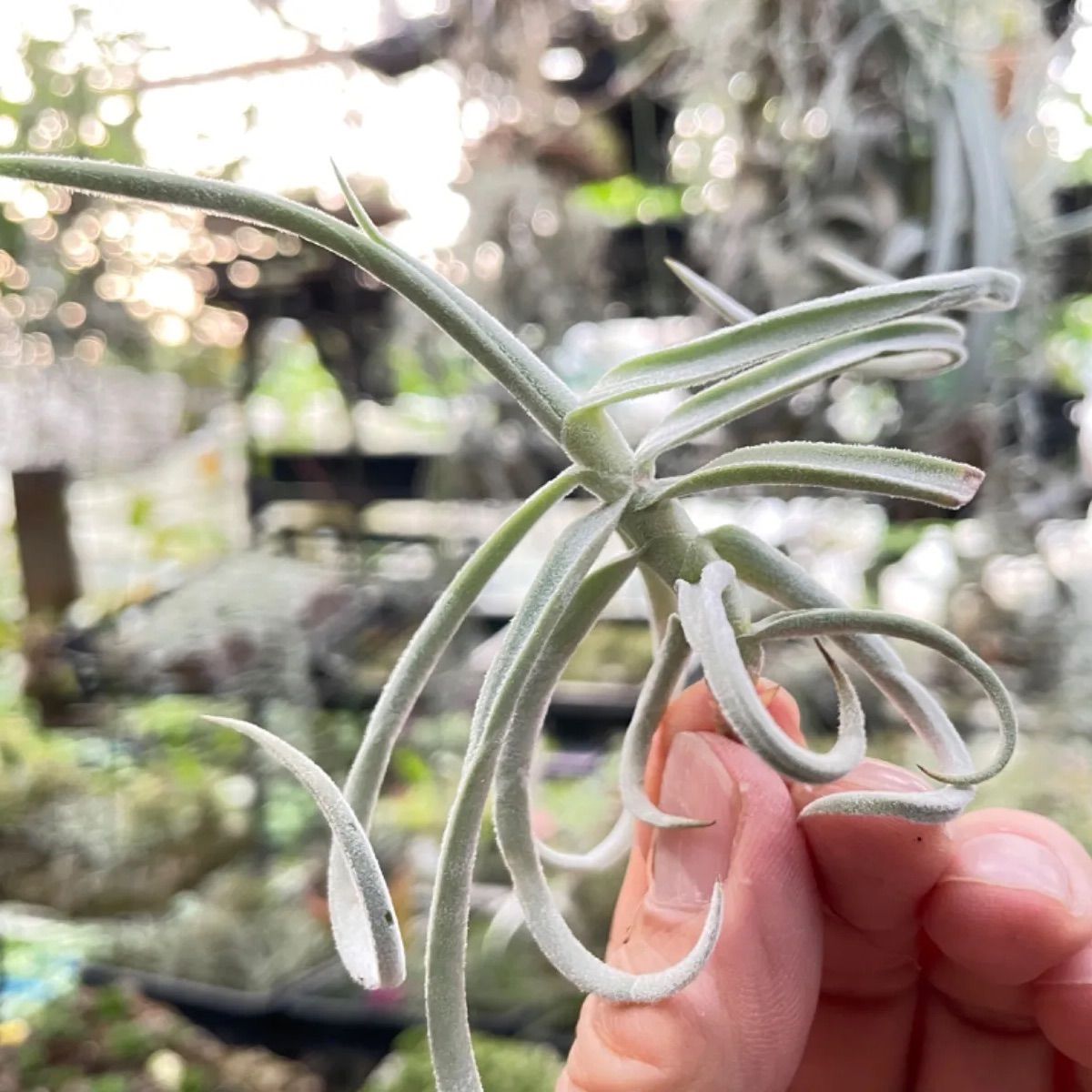 チランジア ドゥラティ Tillandsia duratii*エアプランツ チランジア ドゥラティ Tillandsia duratii*エアプランツ