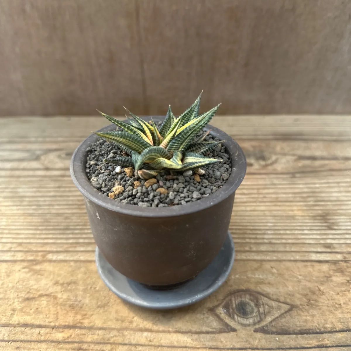 ハオルチア マヤ錦 Haworthia maya 硬葉 f. variegata 斑入り プレステラ90型深鉢 多肉