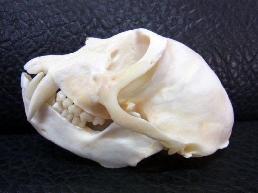 高品質!ベルベットモンキー(オス)頭骨 ※捕獲データ付 - メルカリ 高品質!ベルベットモンキー(オス)頭骨 ※捕獲データ付 - メルカリ