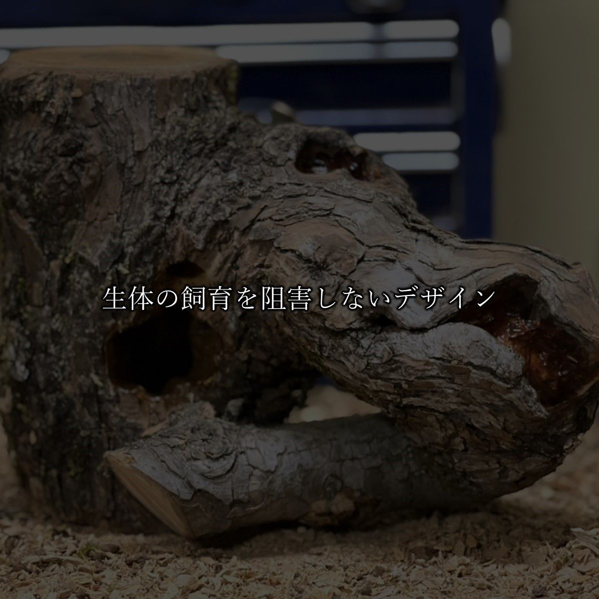 DDA】樹液の出るクワリウム newクラフトウッド Mサイズ ランダム2個