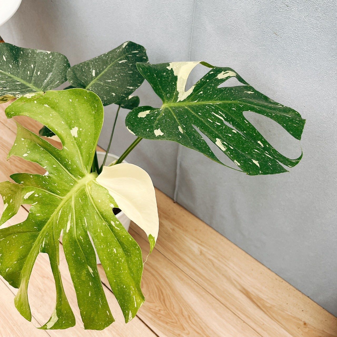 現品］【希少】1番 モンステラ 斑入り 7号 レア 観葉植物 室内 鉢