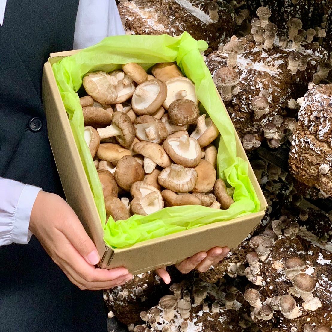 淡路島産 生しいたけ 2L 1kg 送料無料＊産地直送 - メルカリ