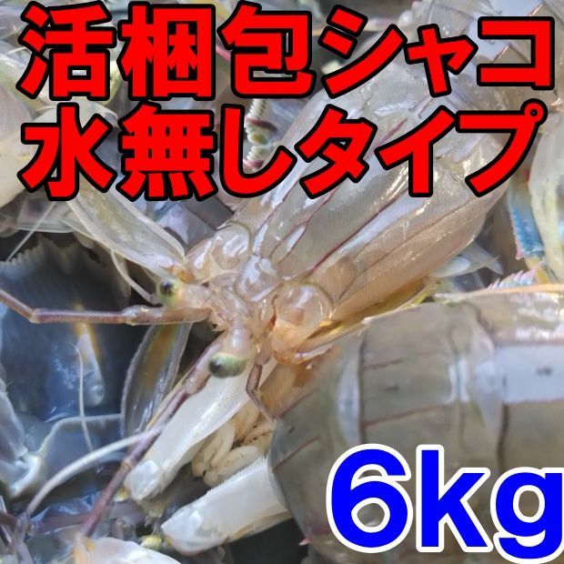 活梱包「水無 蝦蛄６ｋｇ」（120-192匹）シャコエビ シャコ しゃこえび　蝦蛄海老 シャコ刺身 蝦蛄刺身 刺し身 シャコの寿司に ボイルシャコに 漁師直送 活きて到着の可能性あり 活魚【140】