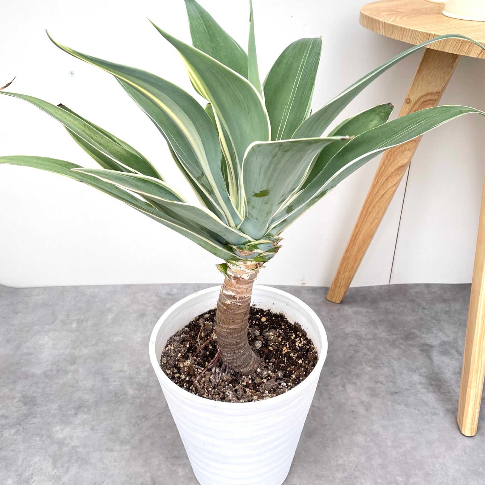 アガベ アテナータ 斑入り レオブライト 1【現品】☆希少☆ 観葉植物