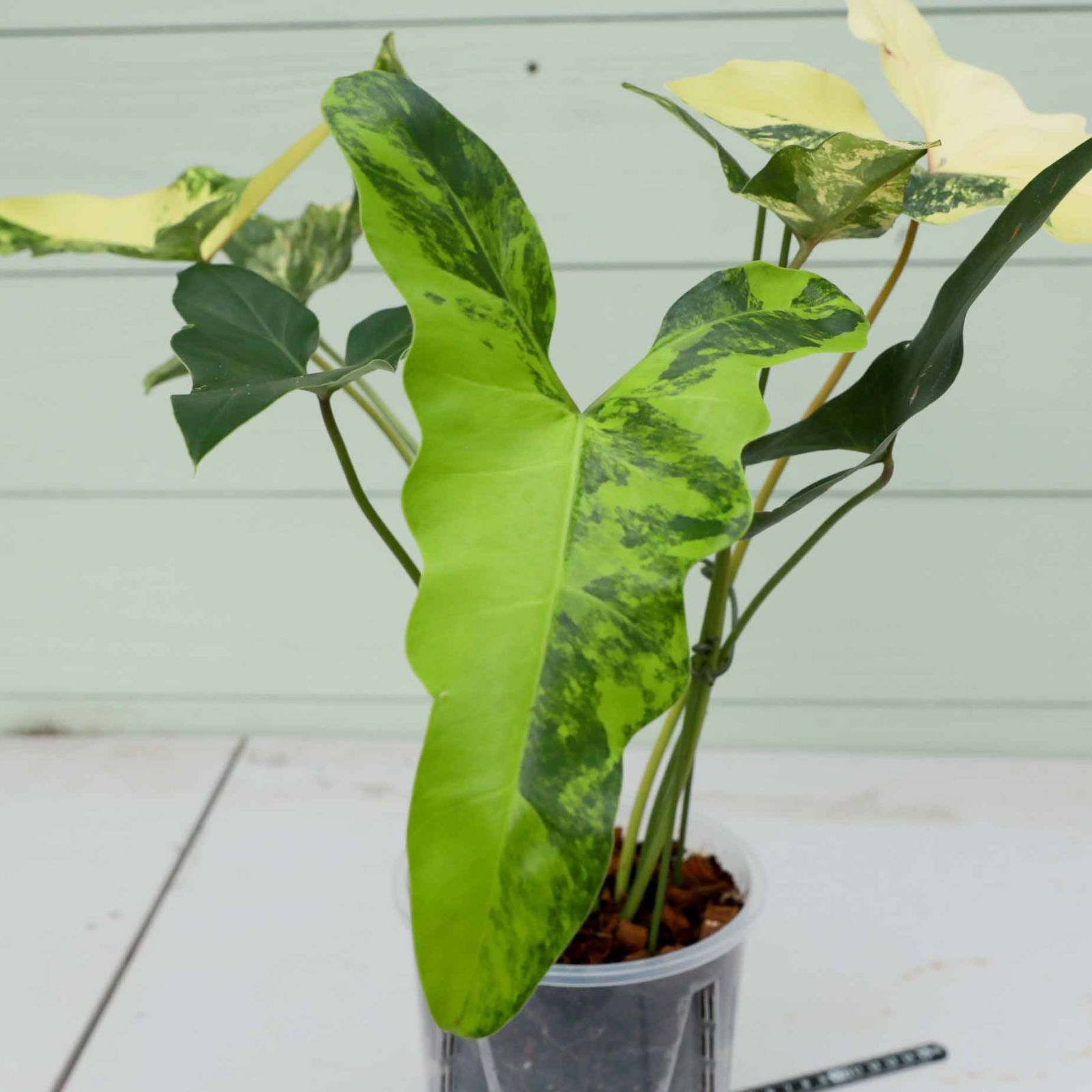 フィロデンドロン　ウィリアムシー　斑入り フィロデンドロン ウィリアムシー斑入り（Philodendron