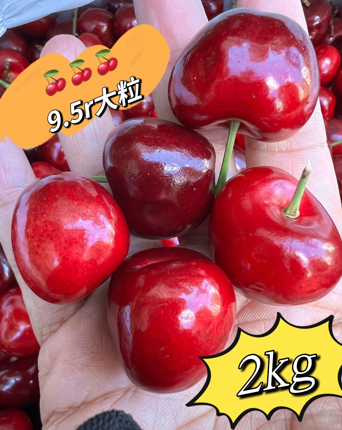 クール便❣️超大粒❣️100円引きクーポン配布中❣️アメリカンチェリー箱こみ2kg❣️ 超大粒 9.5row ビング種  日本向け  鮮度優先 濃い甘み味で食べ応え抜群 大粒 American Premium Cherries 美國車厘子 櫻桃 家庭用