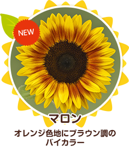 メルカリshops 花の種 ３０粒 サンリッチマロン 珍しいオレンジにブラウン調の二色咲きひまわり