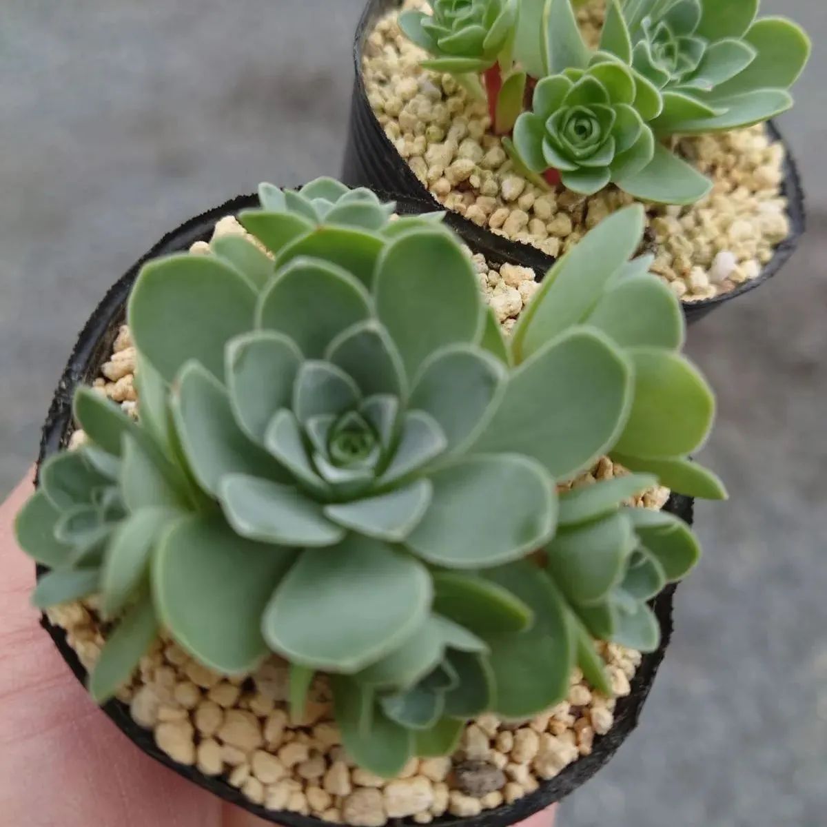 SALE 多肉植物 ドドランタリス 6cmポット苗 ecousarecycling.com