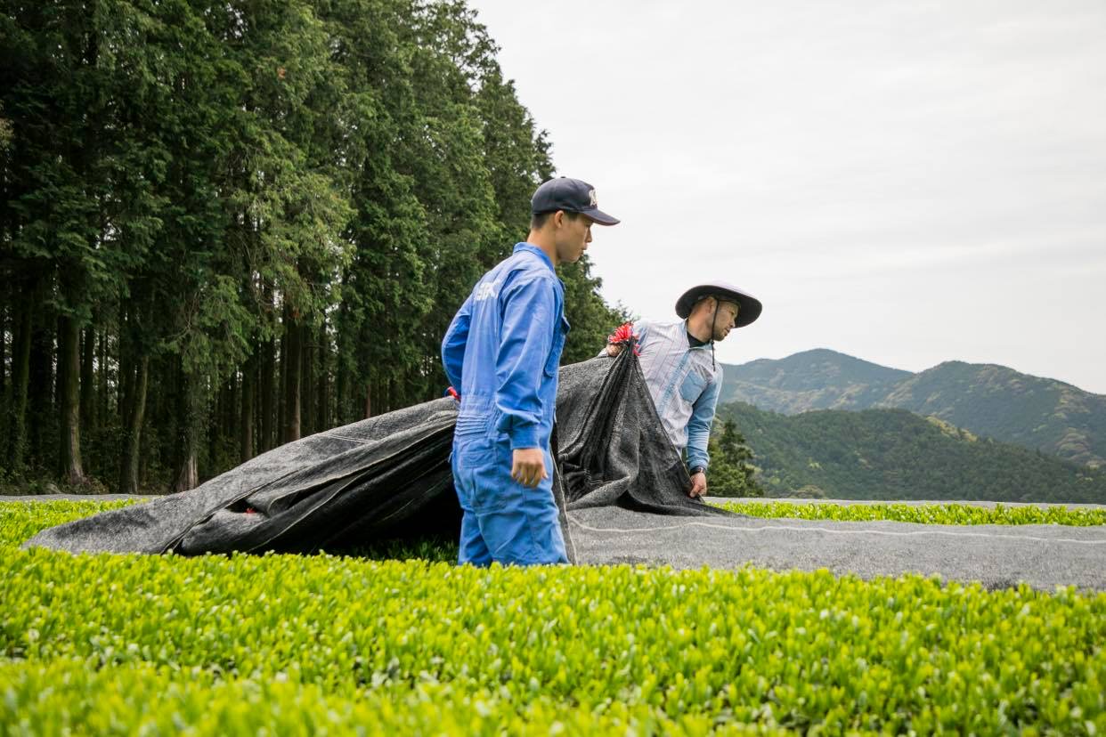令和6年1番茶（新茶）　農薬不使用　そのぎ玉緑茶　オリジナルブレンド