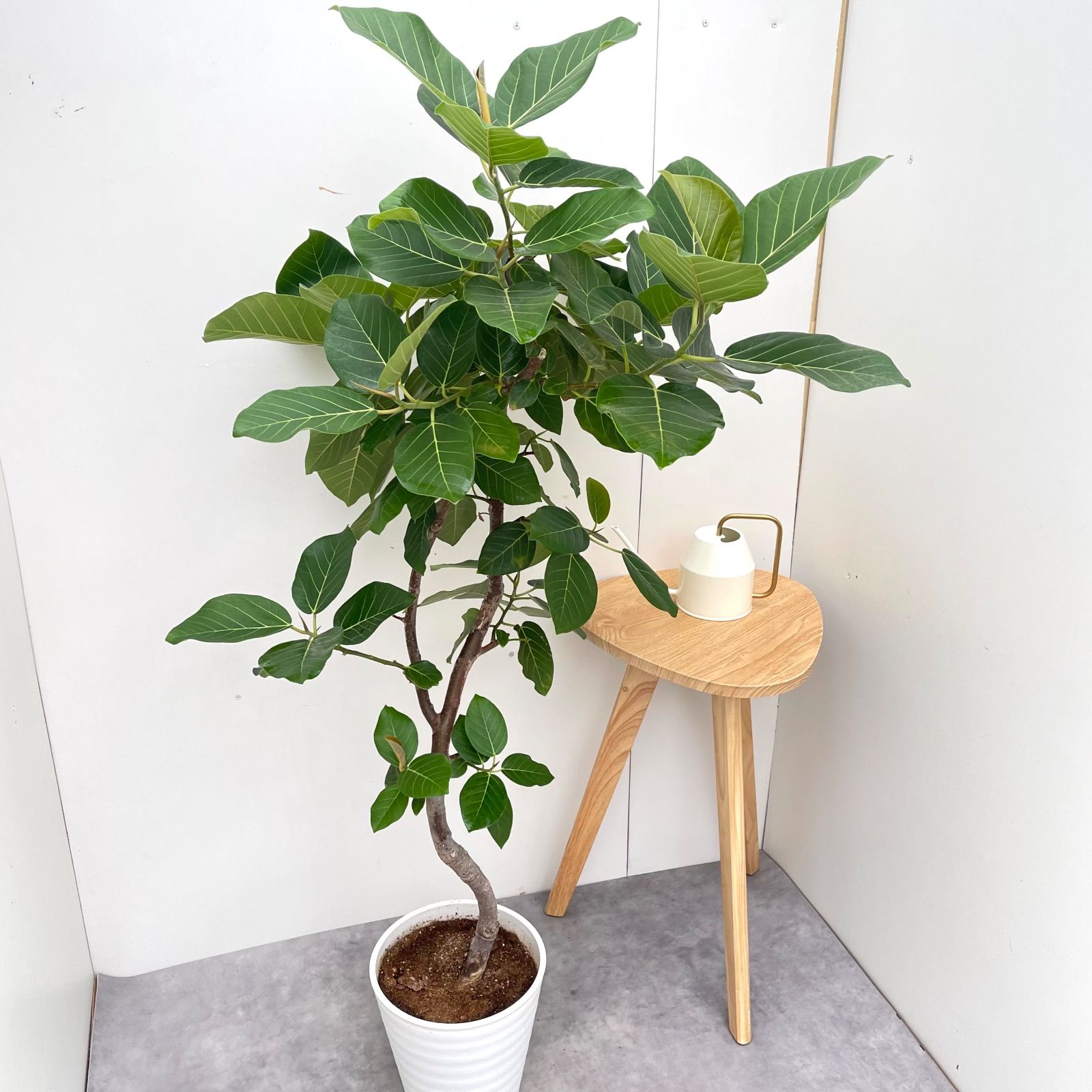 フィカス グランディス 曲がり 2 現品 観葉植物 室内 大型