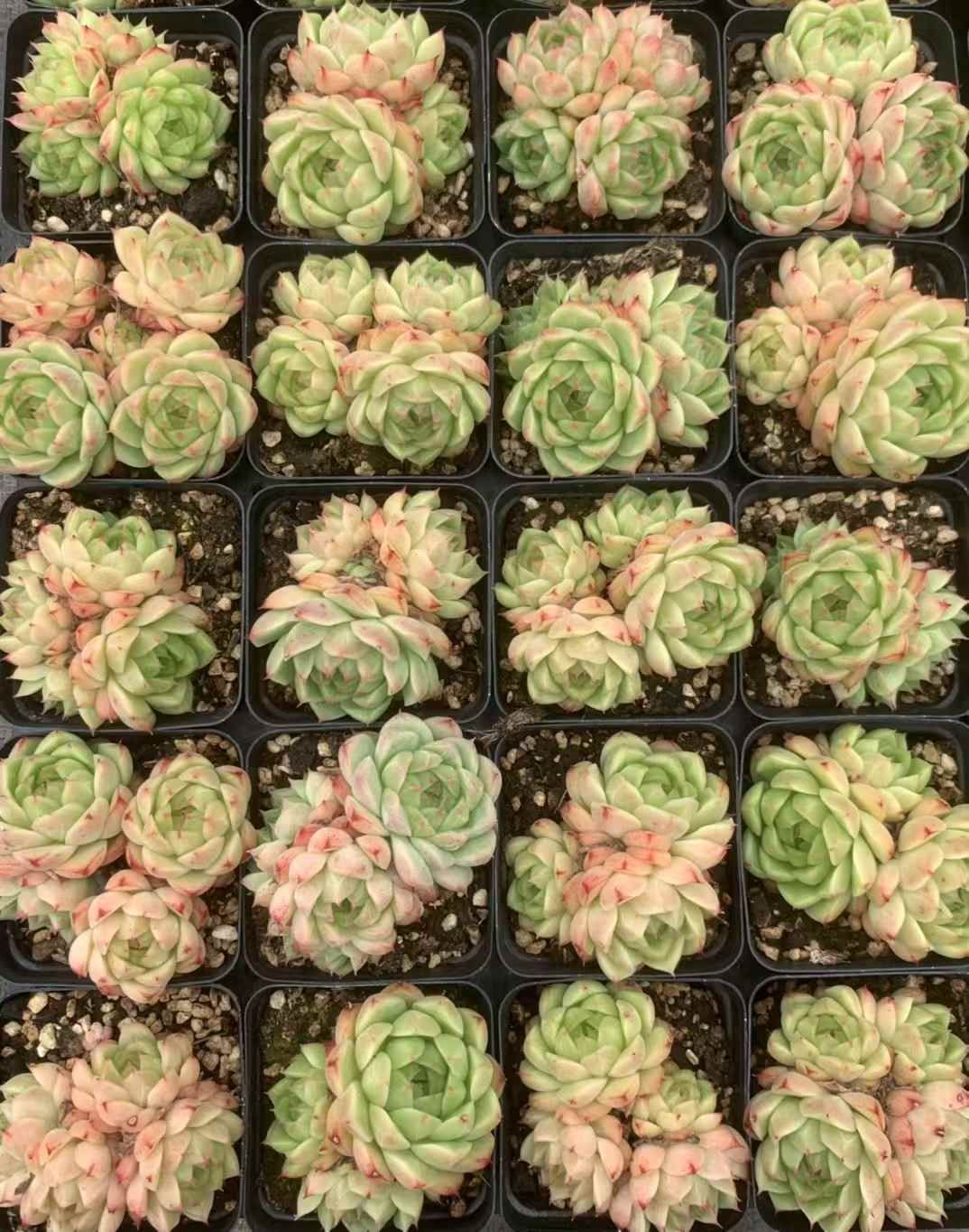 35株の抜き苗セット】ラブリーローズ錦 多肉植物 佐川急便発送
