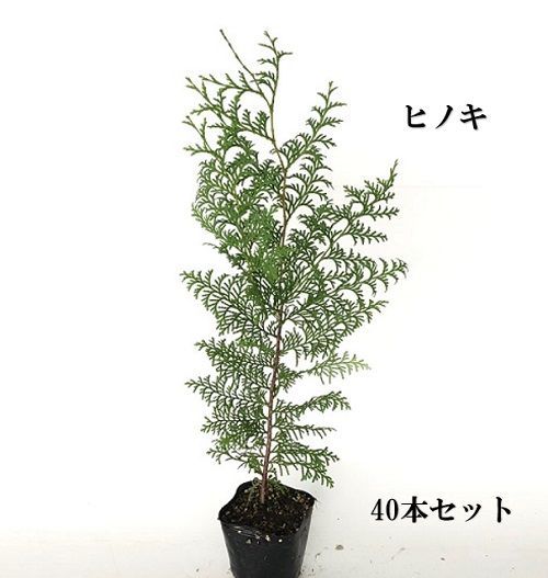 40本セット ヒノキ樹高0.3m前後10.5cmポット