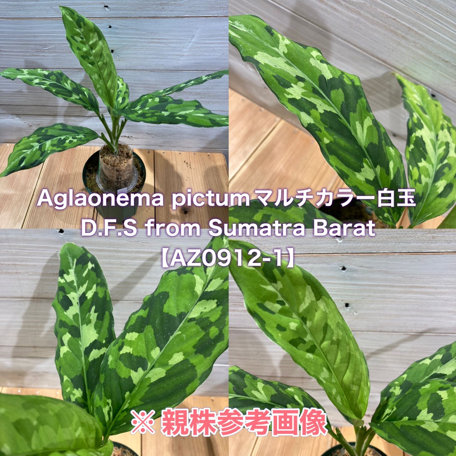 AZ便 ネームド 白玉 アグラオネマ ピクタム Aglaonema pictum 