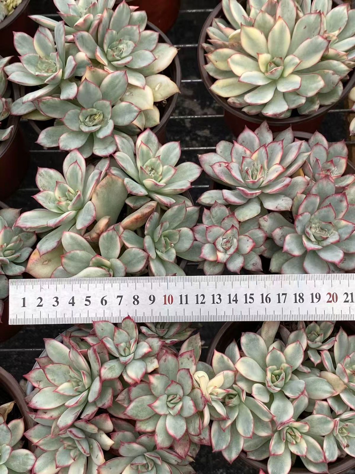 30株の抜き苗セット ムーンガッド バーニッシュ錦群生 多肉植物 佐川急便発送 エケベリア 韓国苗 ZM1514