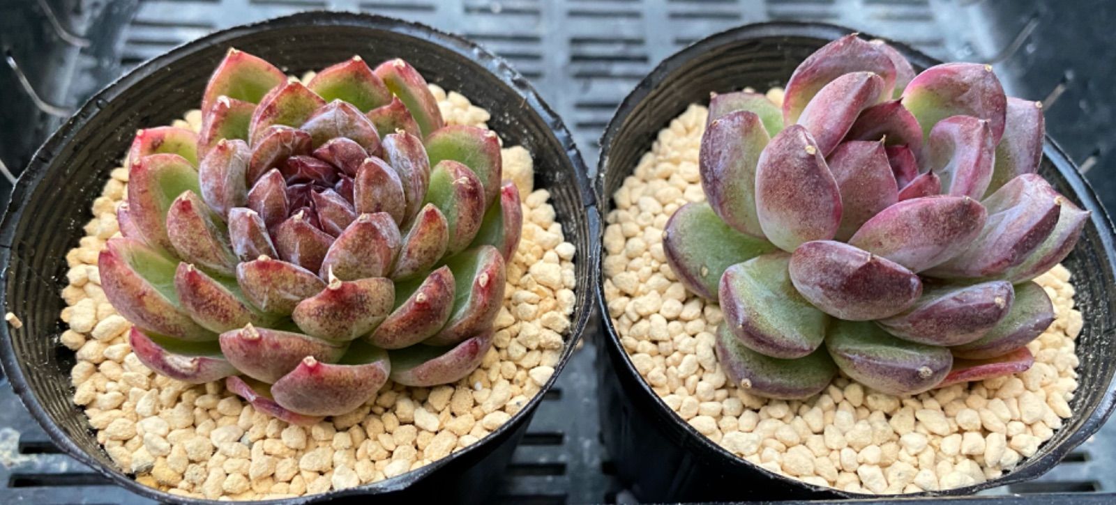 メルカリ便発送☆多肉植物アロエ PH-BLACKの種子10粒 メルカリ便発送☆多肉植物アロエ PH-BLACKの種子10粒 多肉植物】第