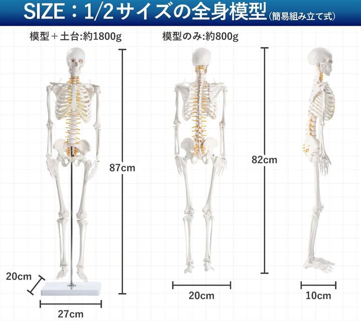 骨格モデル