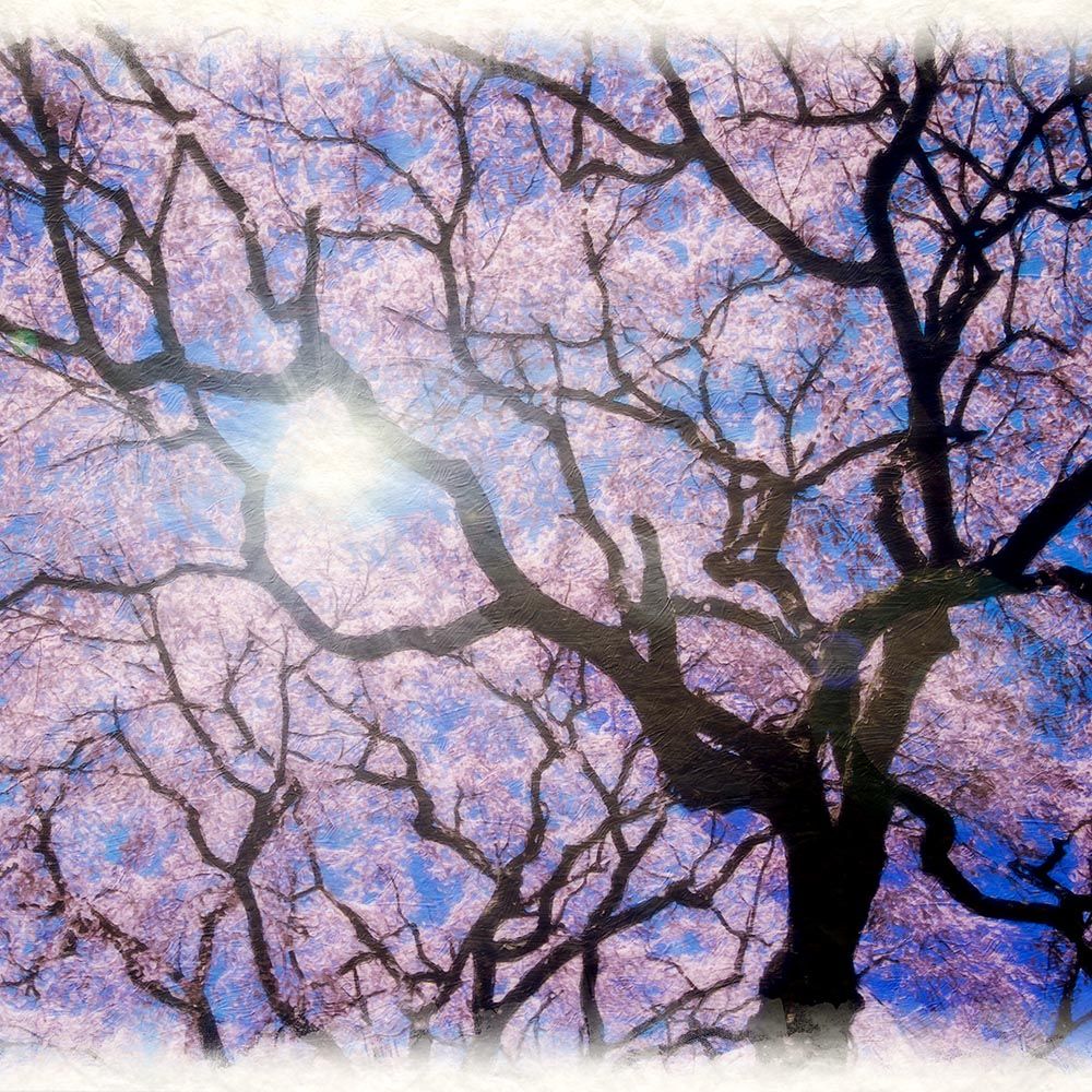 和紙の絵写真 「太陽と一面の桜と見上げる黒い幹」 立体額縁付き