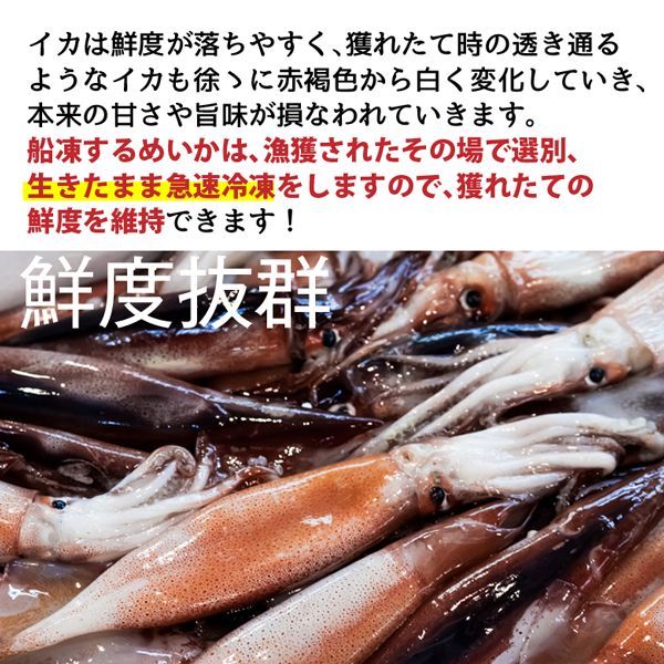 イカ いか するめいか 北海道 函館 船凍スルメイカ 船上凍結 2尾入×6P イカ