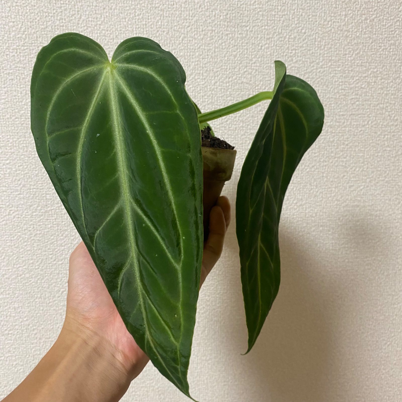 現品】Anthurium villenaorum アンスリウム ヴィレナオルム - メルカリ