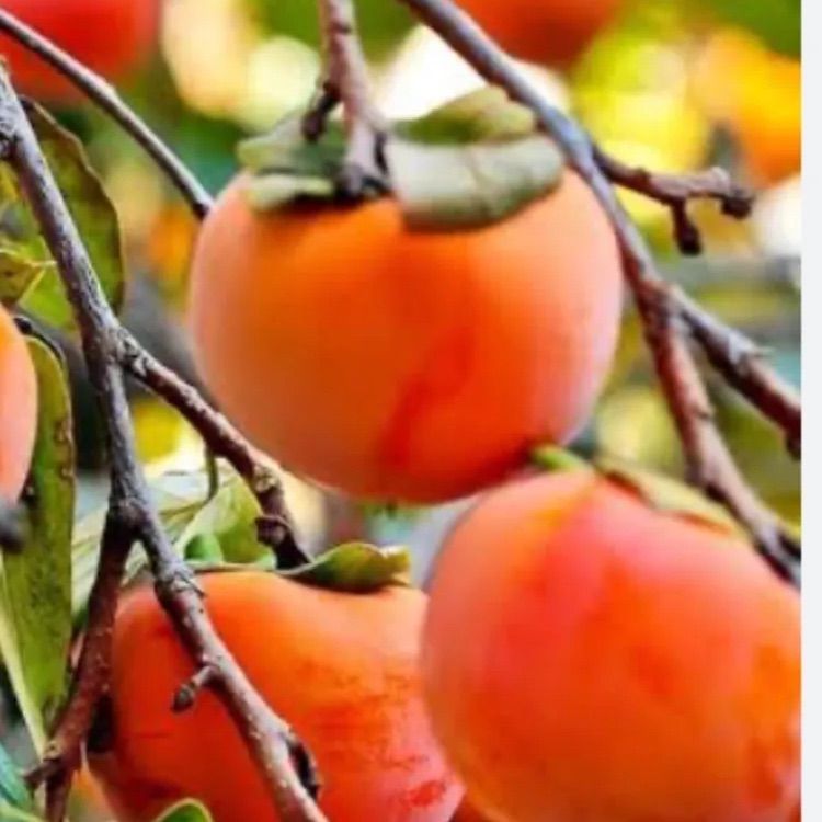 オーダーページ　 柿(カキ)　果樹の枝各種、接ぎ穂(穂木) オーダーページ 柿(カキ) 果樹の枝各種、接ぎ穂(穂木) オーダーページ