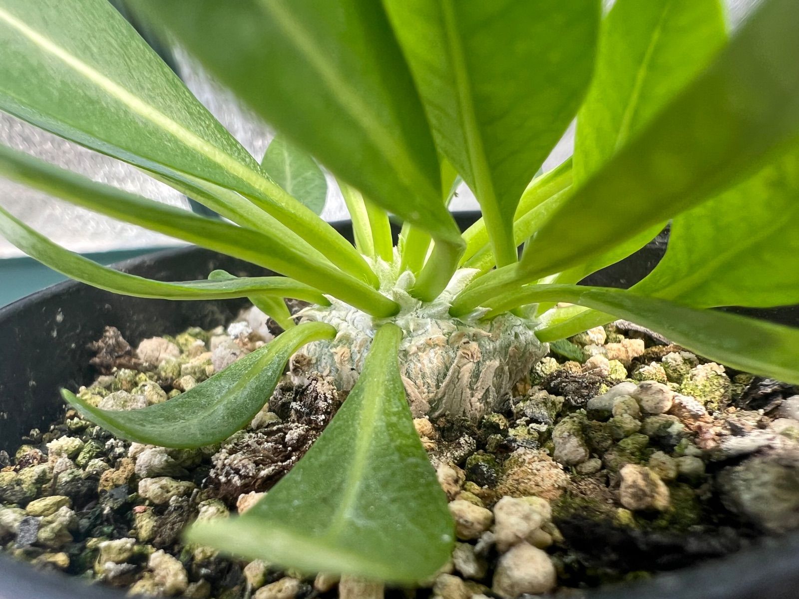 パキポディウム　ウィンゾリー　国内実生株　① パキポディウム ウィンゾリー 実生株 019 Pachypodium windsorii