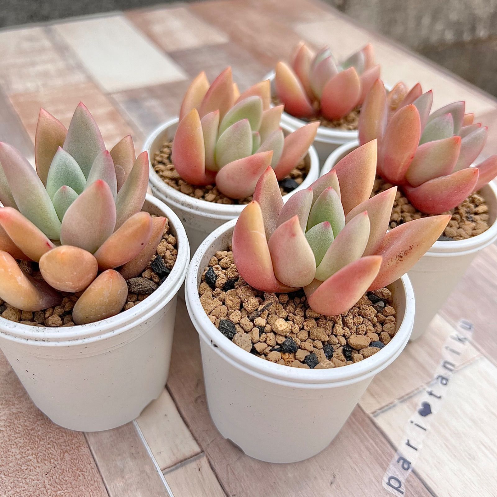 おまとめ！　39SALE！多肉植物^o^  ルビードナ 楽天市場】ルビードナ グラプトベリア Mサイズ5.5cmポット