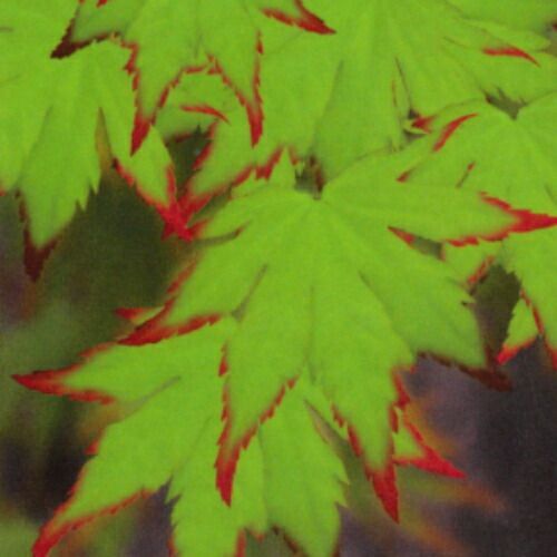 モミジ（紅葉）カエデ（楓/かえで）爪紅（つまべに）2年生苗 6号鉢